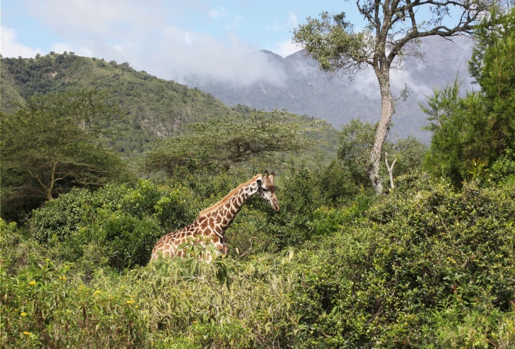 Parque Nacional de Arusha