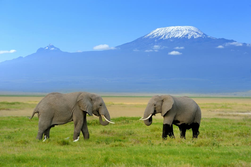 Kilimanjaro