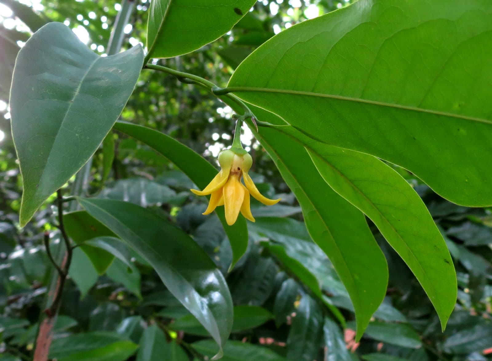 Ylang Ylang: otra joya negra de Madagascar