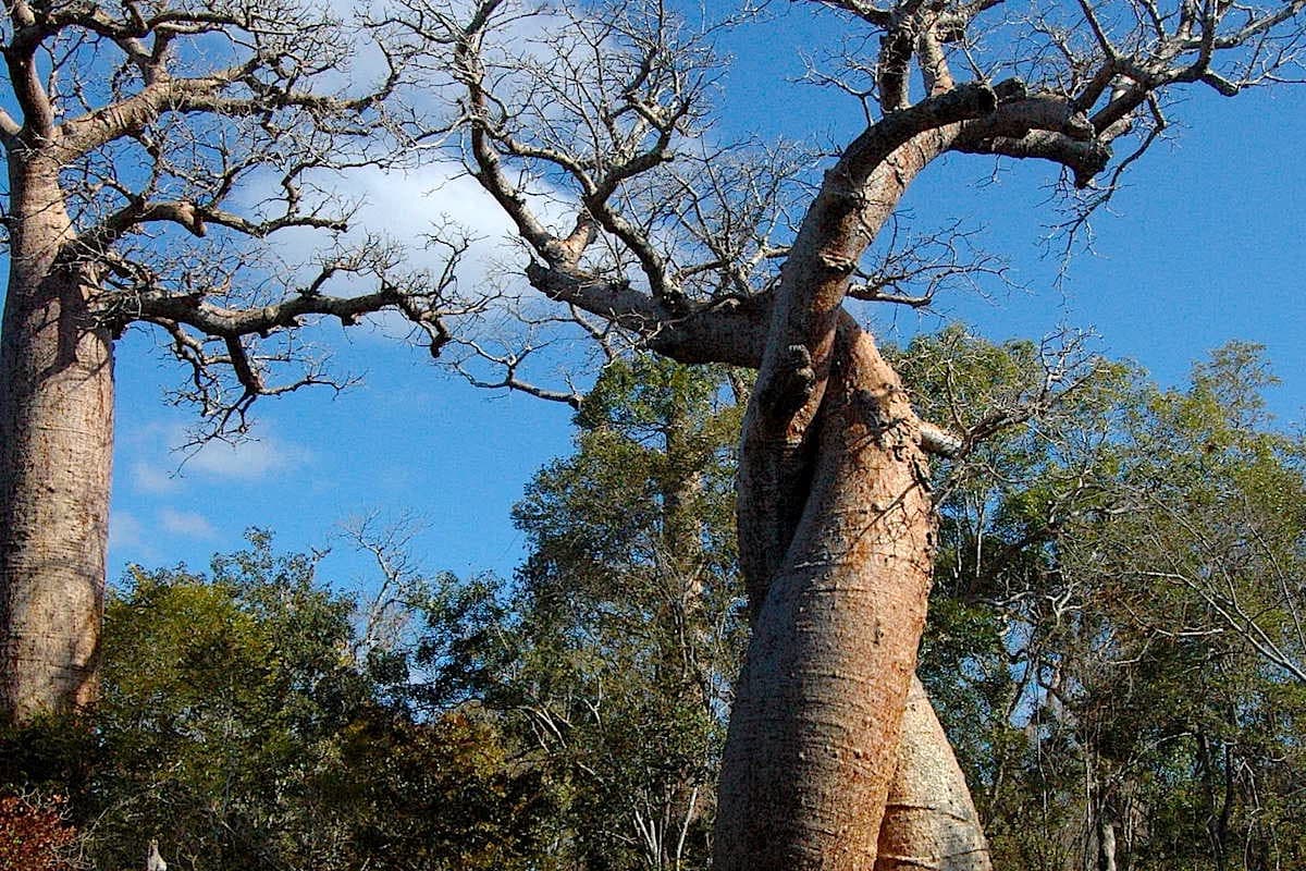 Bosque de Marofandilia