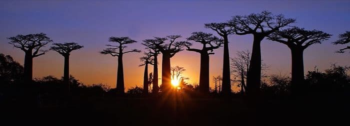 Los productos derivados del Baobab