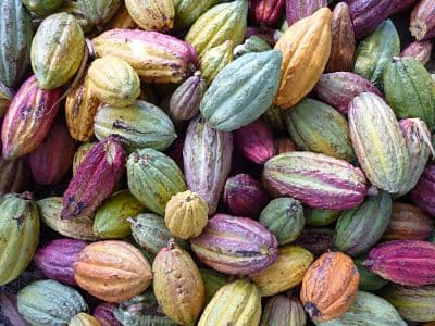 El cacao de Madagascar, un cacao excepcional